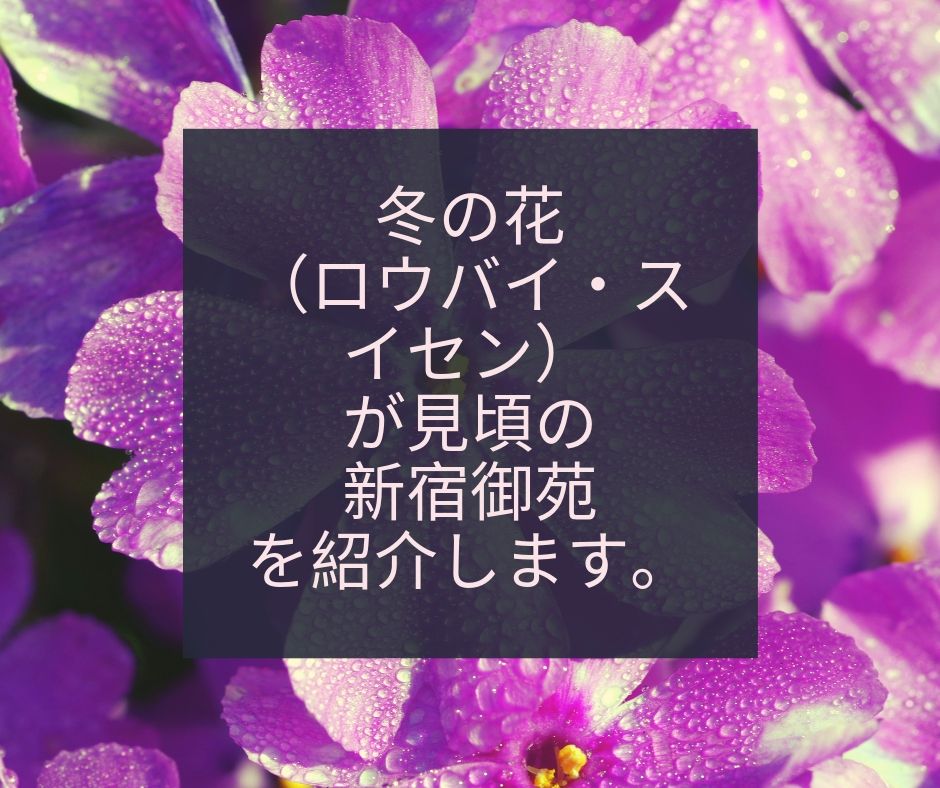 東京 冬の花 ロウバイ スイセン が見頃の新宿御苑を紹介します お出かけ備忘録